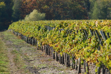 Guyard Lafue : menuiserie, charpente, couverture, zinguerie près de Podensac